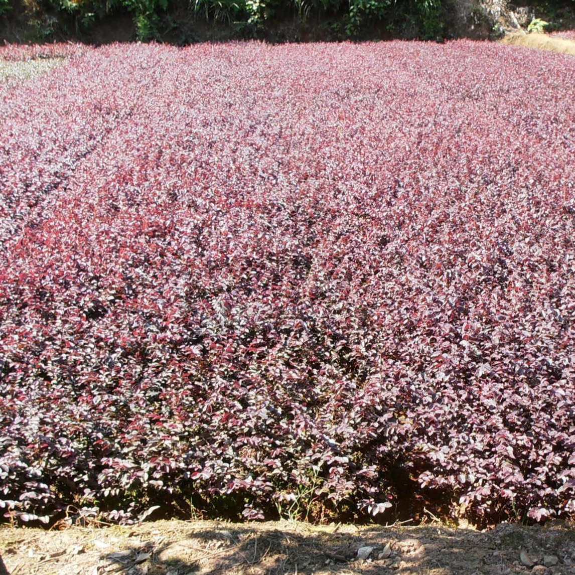 灌木 红花继木地苗40公分高度