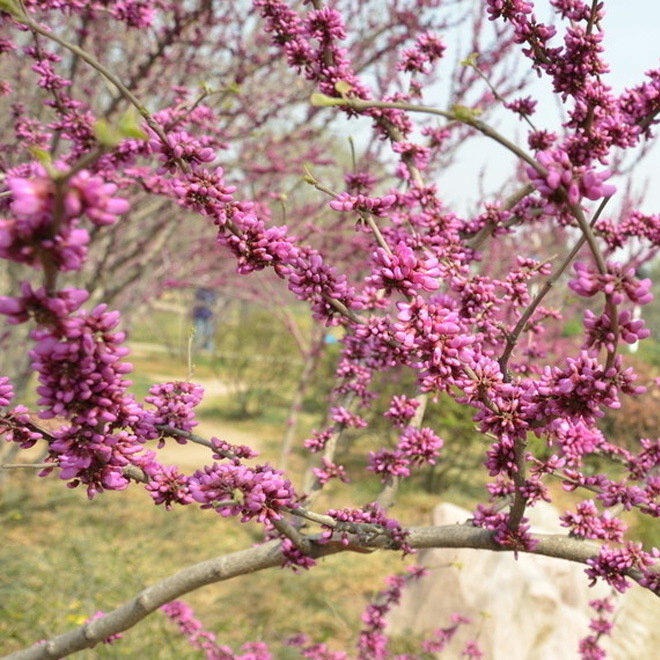 金榆花卉紫荆树苗苗圃大量出售 乔木1