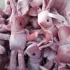 厂家批发许愿兔花束兔子韩国绒兔丝绒长脚兔公仔毛绒玩具批发4