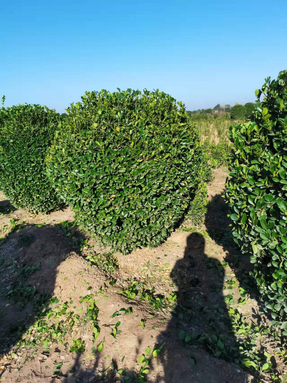 各种规格 灌木 基地直销大规模种植大叶黄杨 大叶黄杨基地