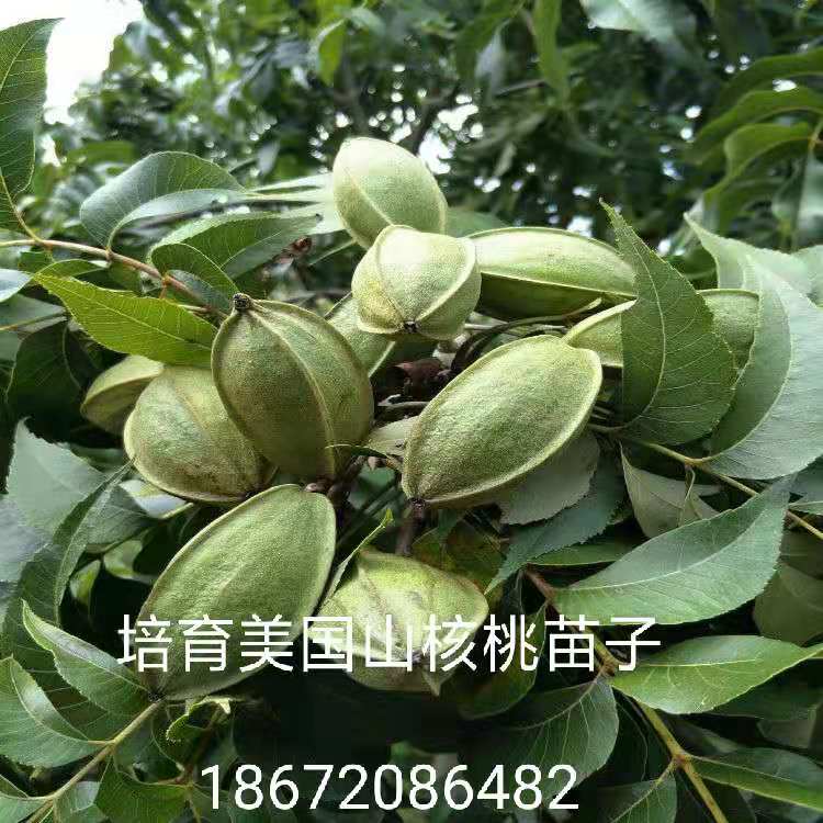 马罕碧根果品种 果树 马罕碧根果品种 马罕碧根果品种5