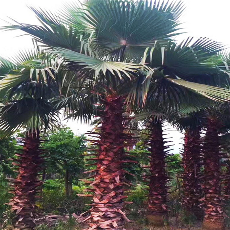 深圳老人葵基地 棕榈类植物 种植配送基地 深圳老人葵