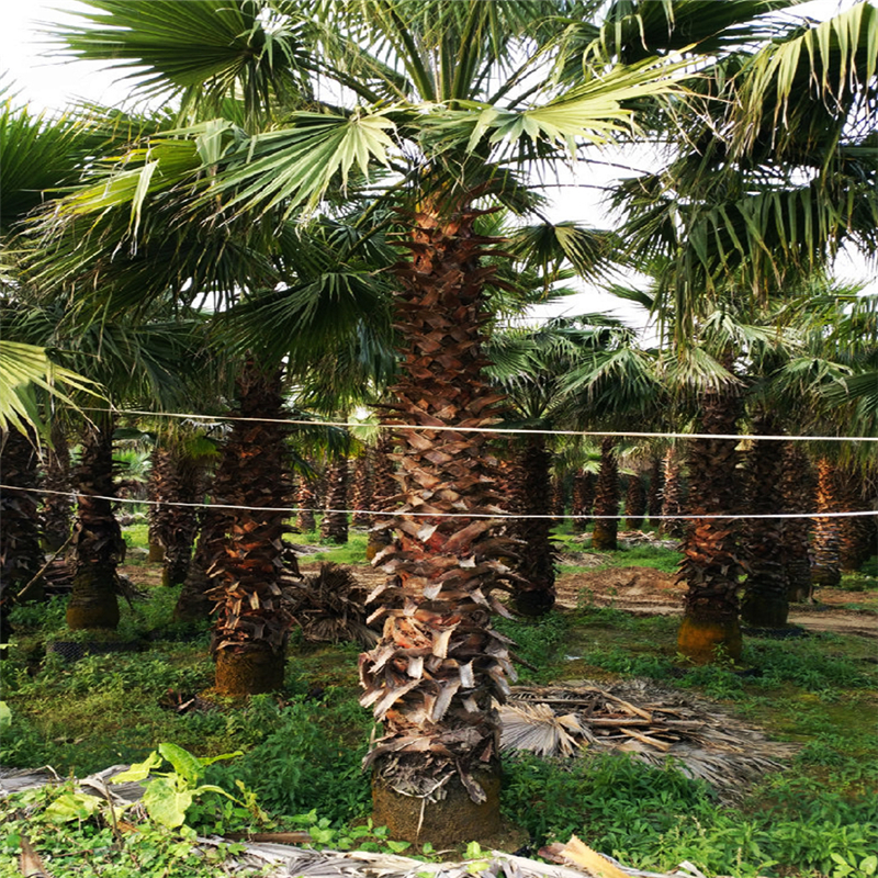 深圳老人葵基地 棕榈类植物 种植配送基地 深圳老人葵2