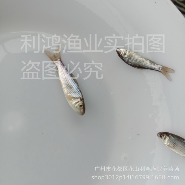 泰国鲮鱼 鲮公鱼苗淡水养殖 低价批发鲮鱼苗 土鲮鱼 麦鲮鱼苗4