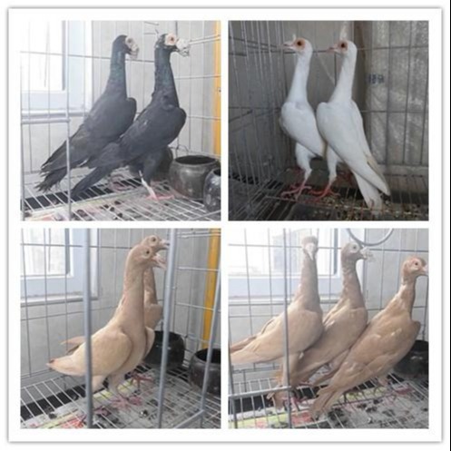国系元宝鸽3斤元宝鸽元宝鸽养殖基地 特种珍禽 欢迎来电3