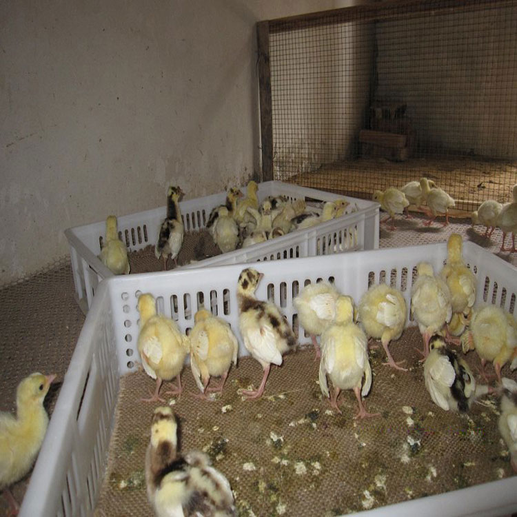 孔雀苗养殖场 其他特种养殖动物 孔雀苗出售 孔雀价格 福悦养殖4