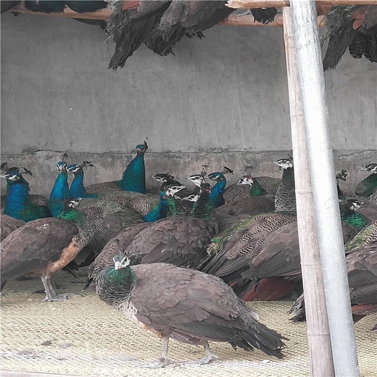 受精蓝孔雀蛋价位 福悦养殖 蓝孔雀养殖场价位 孔雀报价 其他特种养殖动物