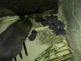 大量优质竹鼠种苗出售 湖南旺达竹鼠 竹鼠养殖 竹鼠价格 竹鼠批发3