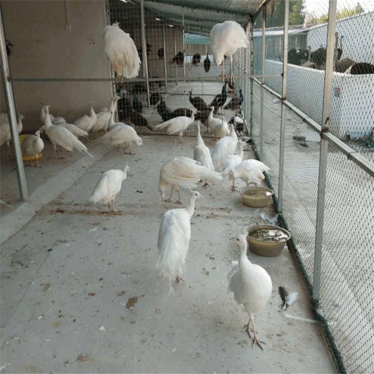 成年蓝孔雀价钱 其他特种养殖动物 福悦养殖 白孔雀价格 大孔雀出售