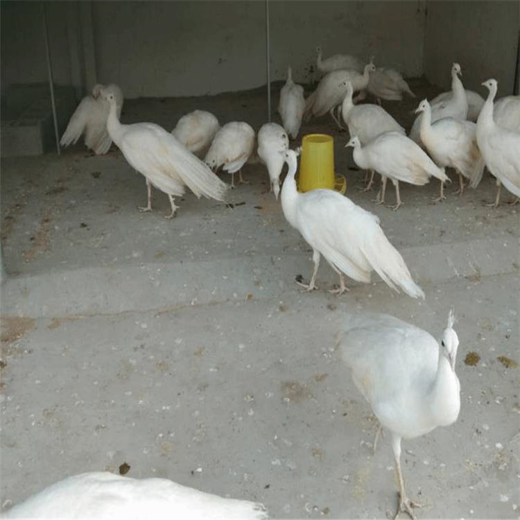 成年蓝孔雀价钱 其他特种养殖动物 福悦养殖 白孔雀价格 大孔雀出售4
