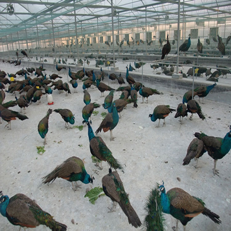 孔雀苗养殖场 其他特种养殖动物 孔雀苗出售 孔雀价格 福悦养殖2
