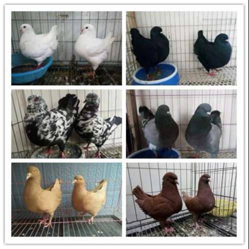 欢迎来电 国系元宝鸽元宝鸽养殖基地元宝鸽养殖基地 特种珍禽10