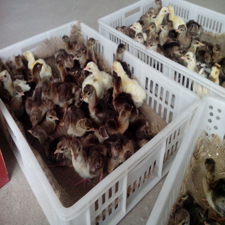 孔雀苗养殖场 其他特种养殖动物 孔雀苗出售 孔雀价格 福悦养殖3