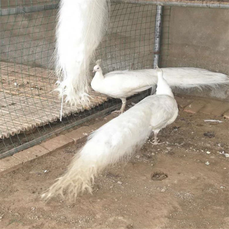 成年蓝孔雀价钱 其他特种养殖动物 福悦养殖 白孔雀价格 大孔雀出售2