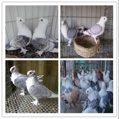 容城县紫色元宝鸽图片大全详细解读 特种珍禽8
