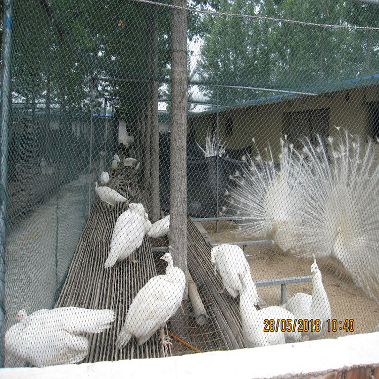成年蓝孔雀价钱 其他特种养殖动物 福悦养殖 白孔雀价格 大孔雀出售1