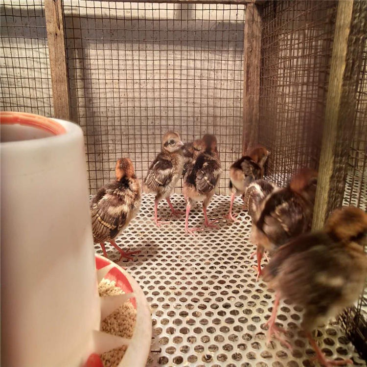 孔雀苗养殖场 其他特种养殖动物 孔雀苗出售 孔雀价格 福悦养殖