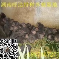 竹鼠养殖基地 竹鼠出售 特种兽畜 湖南旺达特种养殖公司4