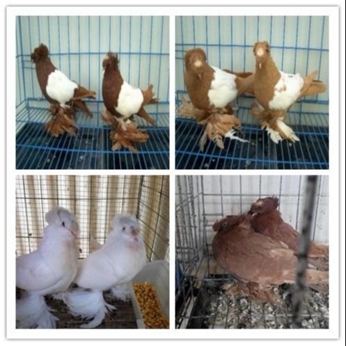 容城县紫色元宝鸽图片大全详细解读 特种珍禽9