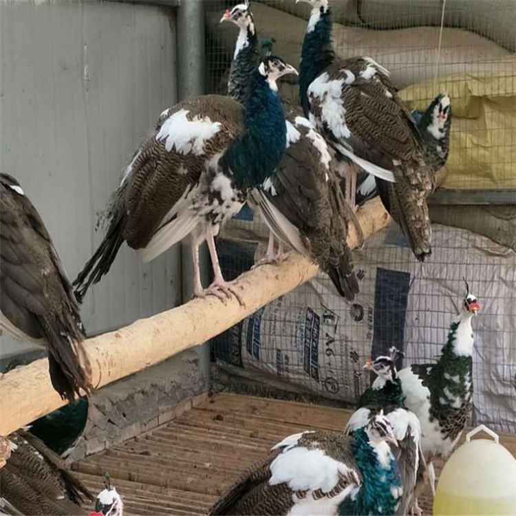成年蓝孔雀价钱 其他特种养殖动物 福悦养殖 白孔雀价格 大孔雀出售3