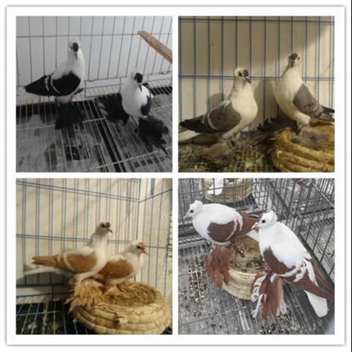 欢迎来电 国系元宝鸽元宝鸽养殖基地元宝鸽养殖基地 特种珍禽4