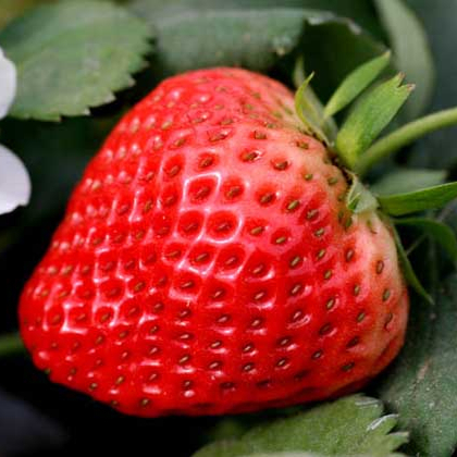 四季红 果树 草莓（脱毒原种扩繁苗）8