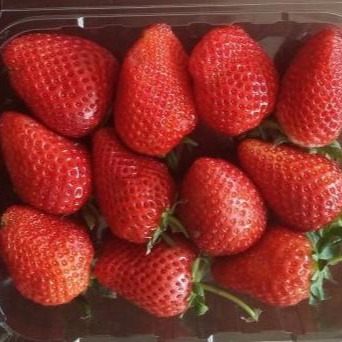 草莓（脱毒原种扩繁苗） 果树 隋珠