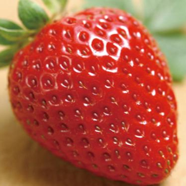 草莓（脱毒原种扩繁苗） 果树 隋珠3