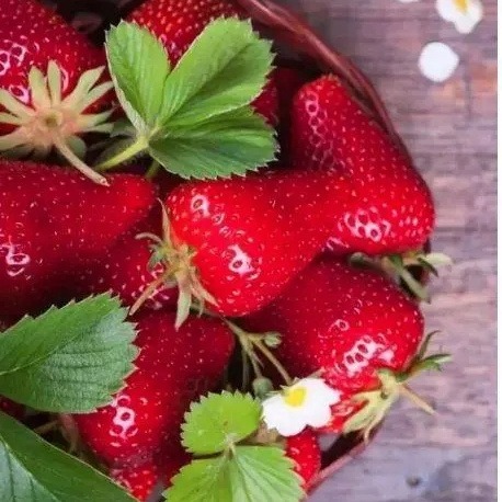 四季红 果树 草莓（脱毒原种扩繁苗）9