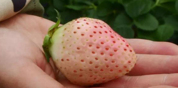 草莓苗（脱毒原种扩繁苗） 果树 白雪公主7