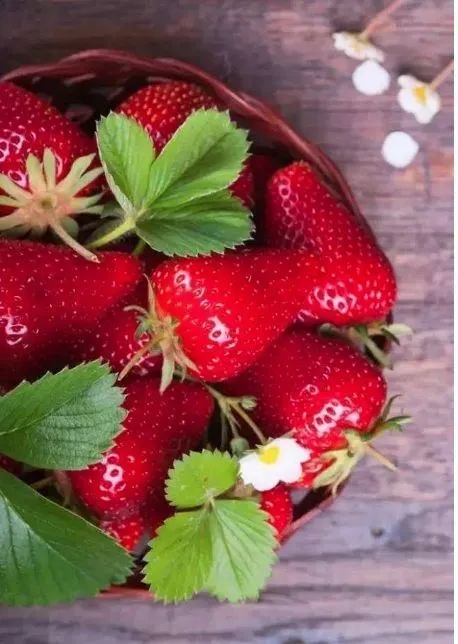四季红 果树 草莓（脱毒原种扩繁苗）3