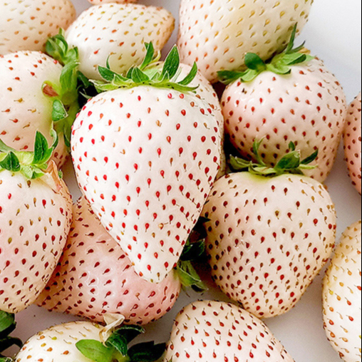 草莓苗（脱毒原种扩繁苗） 果树 白雪公主6