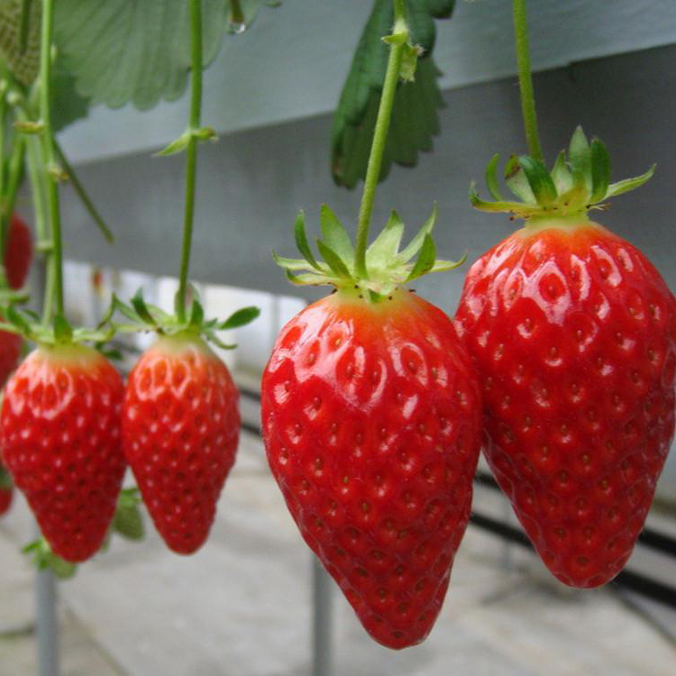 四季红 果树 草莓（脱毒原种扩繁苗）1
