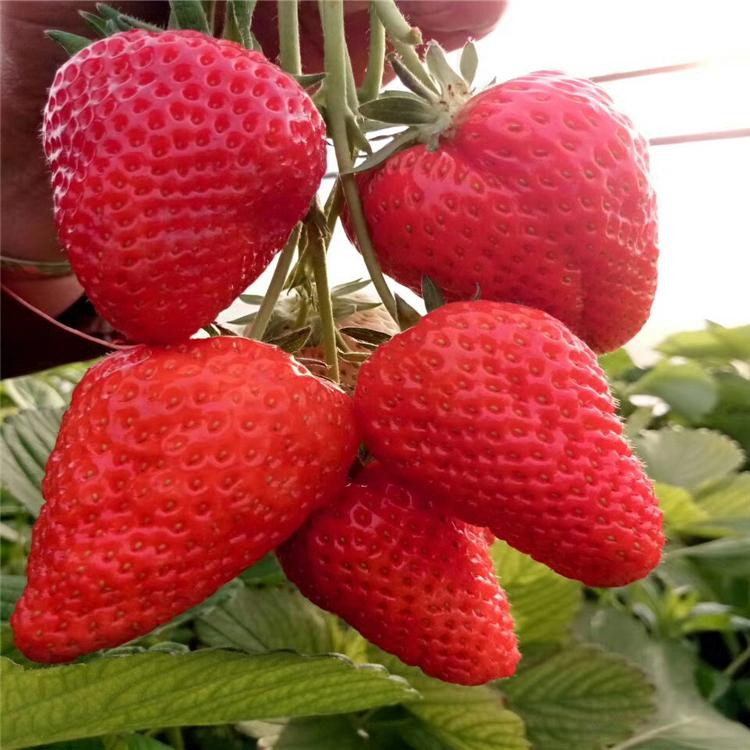 草莓（脱毒原种扩繁苗） 果树 隋珠1