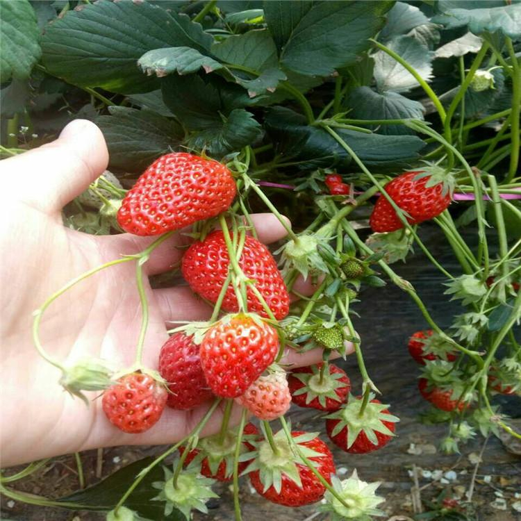 四季红 果树 草莓（脱毒原种扩繁苗）5