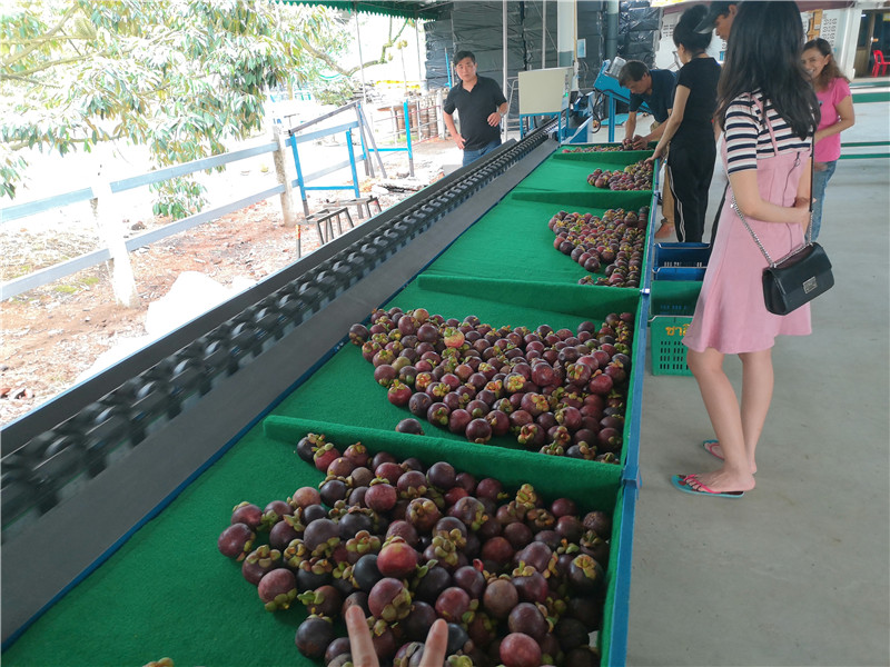质量保证 选果机厂家 山竹分级机 出口品质 果蔬加工设备4