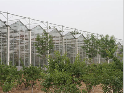蔬菜花卉种植 玻璃温室大棚 现代农业大棚 智能温室大棚 蔬菜温室大棚 智能玻璃温室3
