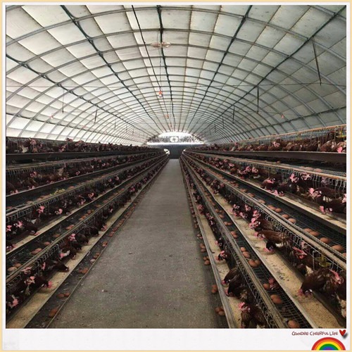 新旺兴农养殖大棚建设8411圆拱蔬菜种植大棚