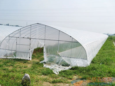 养殖大棚 钢管大棚 蔬菜大棚 玻璃温室 温室大棚厂家 蔬菜温室大棚2