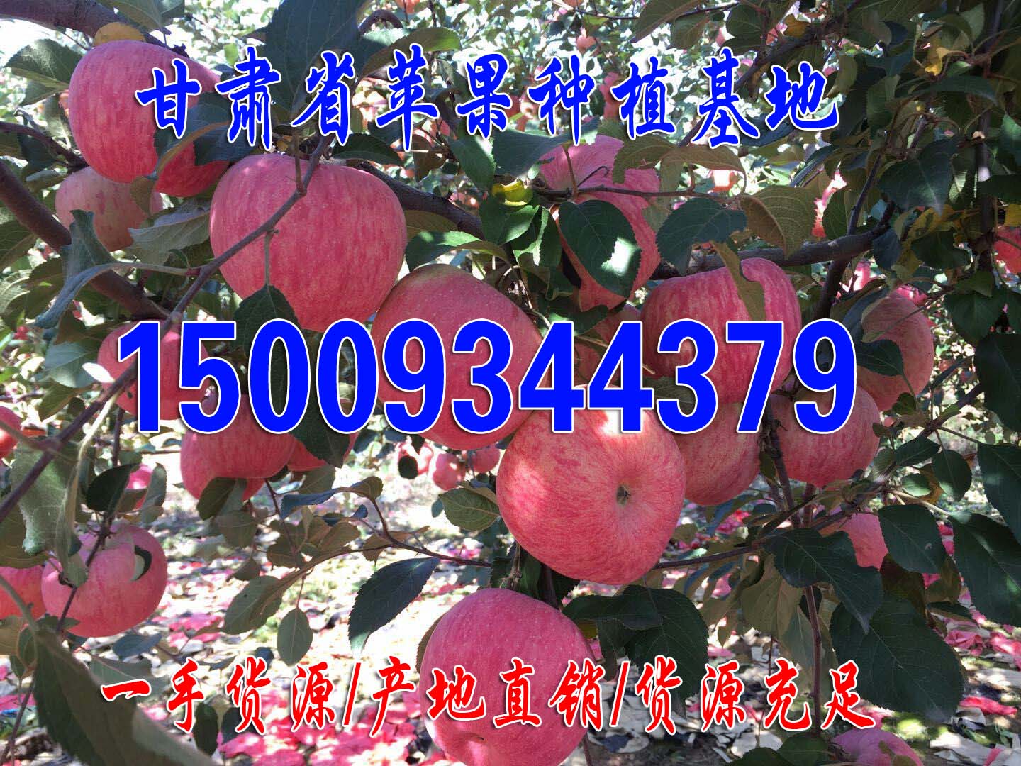 苹果产地直销新鲜水果苹果脆甜多汁欢迎客商前来实地考查商淡价格优惠 庆阳红富士1