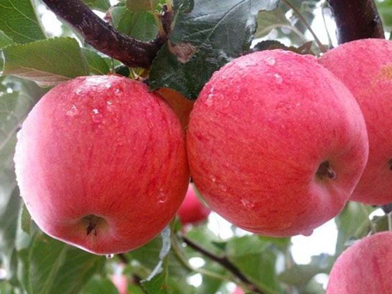 特产红富士苹果 片红条红红富士苹果 庆阳苹果果真好 苹果水果 产地直销红富士苹果2