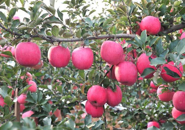 特产红富士苹果 片红条红红富士苹果 庆阳苹果果真好 苹果水果 产地直销红富士苹果3