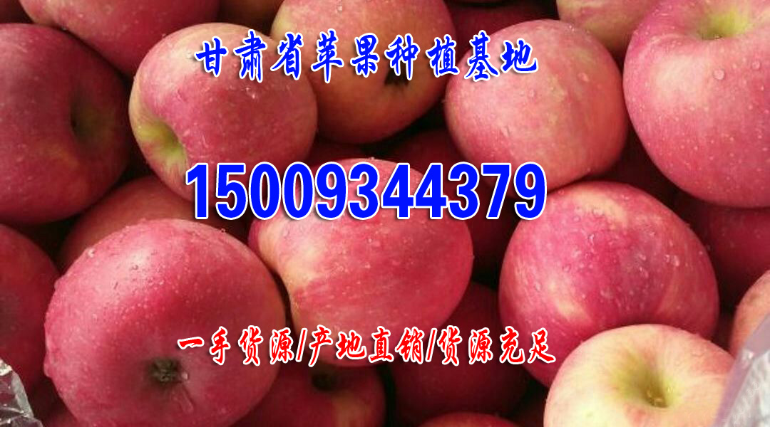 苹果产地直销新鲜水果苹果脆甜多汁欢迎客商前来实地考查商淡价格优惠 庆阳红富士