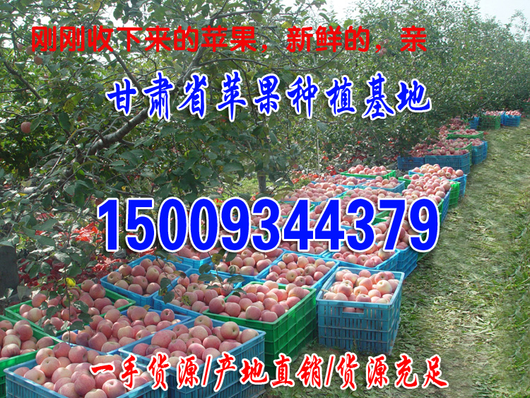 苹果产地直销新鲜水果苹果脆甜多汁欢迎客商前来实地考查商淡价格优惠 庆阳红富士3