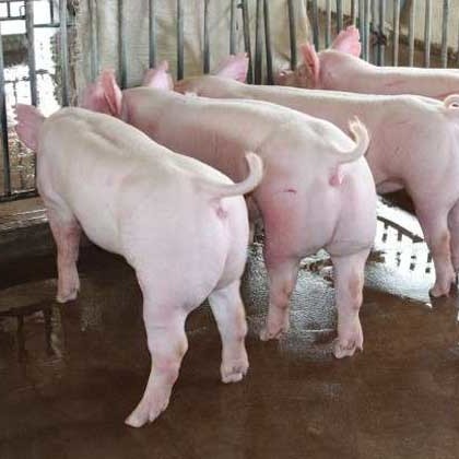 长太母猪防疫到位 大白母猪 产仔多保健康包成活 大约克母猪 全国包邮到家