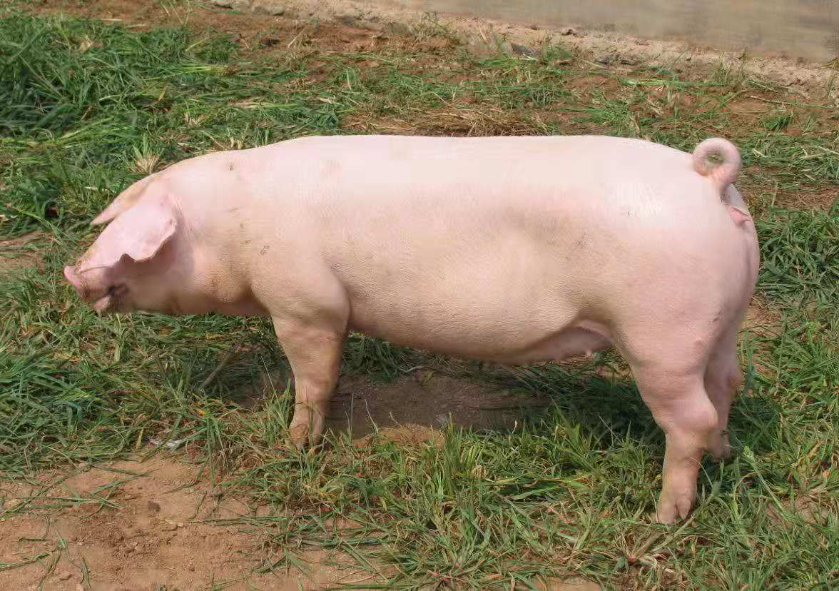 长太母猪防疫到位 大白母猪 产仔多保健康包成活 大约克母猪 全国包邮到家7