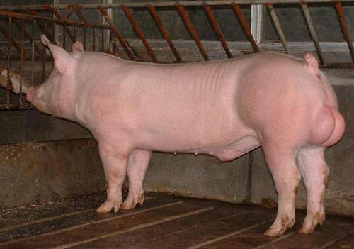 长太母猪防疫到位 大白母猪 产仔多保健康包成活 大约克母猪 全国包邮到家3