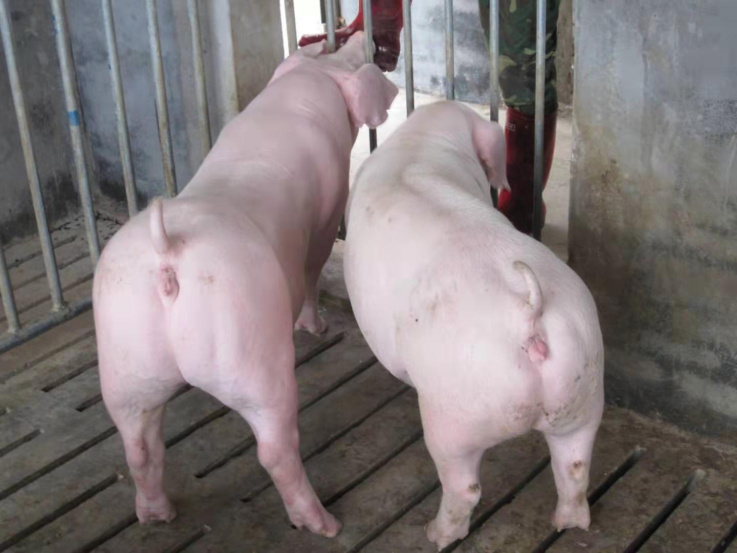 抗病能力强 二元母猪 长白母猪 全国适合饲养 产仔多生长速度快9
