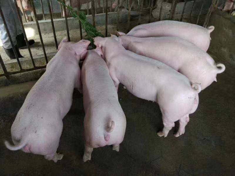 长太母猪防疫到位 大白母猪 产仔多保健康包成活 大约克母猪 全国包邮到家4