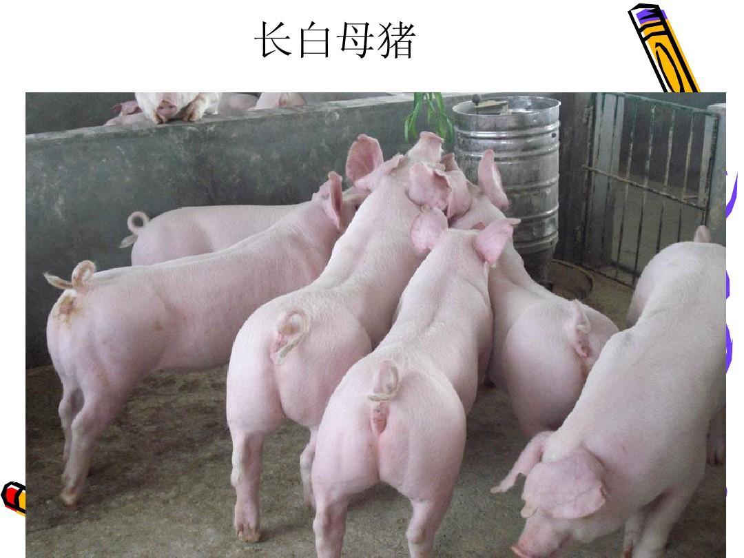 抗病能力强 二元母猪 长白母猪 全国适合饲养 产仔多生长速度快4
